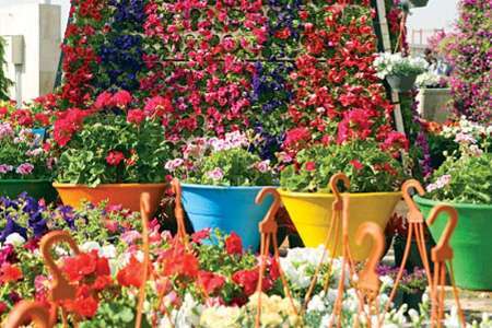 اولین نمایشگاه گل، گیاهان زینتی و دارویی در خرمدره برگزار می شود