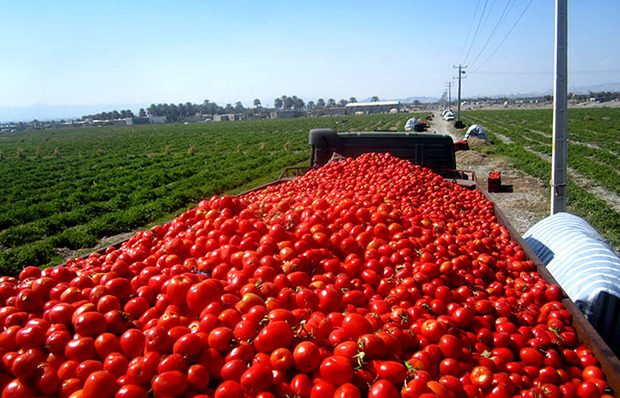خرید توافقی گوجه در رودبار جنوب ادامه دارد
