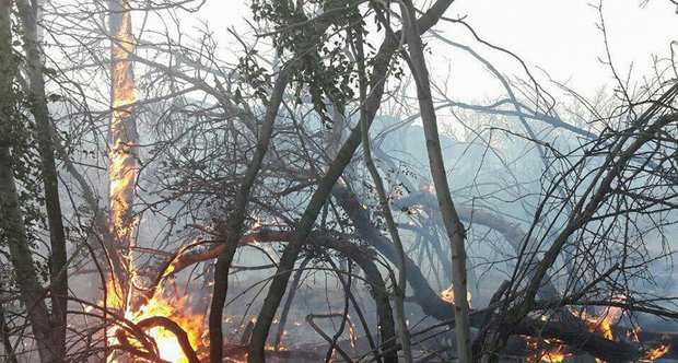 آتش سوزی اراضی ملی آستارا توسط جنگلبانان مهار شد