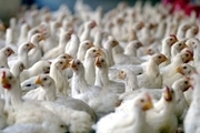 کشف پنج هزار قطعه مرغ زنده در سلطانیه