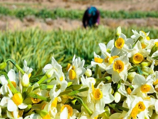 طعنه بهاری عطر گل های نرگس در زمستان مازندران