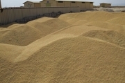 بیش از ۱۲ هزار تن گندم کشاورزان یزد خریداری می‌شود