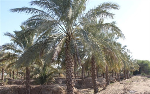 تولید بی سابقه 192 هزار و 700 تن خرما در خوزستان