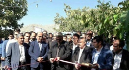 جشن برداشت گردو در الشتر با حضور معاون وزیر جهاد کشاورزی