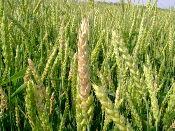 هشدار جهاد کشاورزی کردستان نسبت به شیوع بیماری‌های قارچی در مزارع گندم