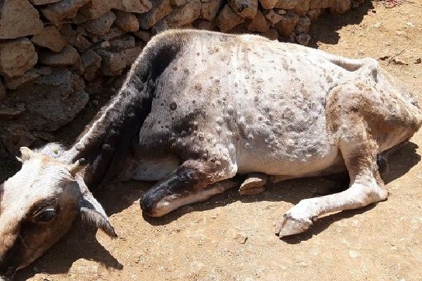 خطر شیوع لمپی اسکین در دامداری های سنتی و صنعتی استان