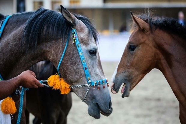 150 راس اسب در پنجمین جشنواره اسب اصیل کُرد بیجار شرکت دارند