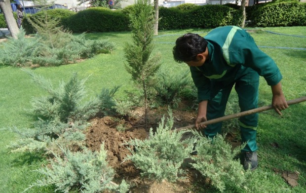 ثبت نام کاشت درخت در منازل تهرانی ها 10 دی آغاز می شود