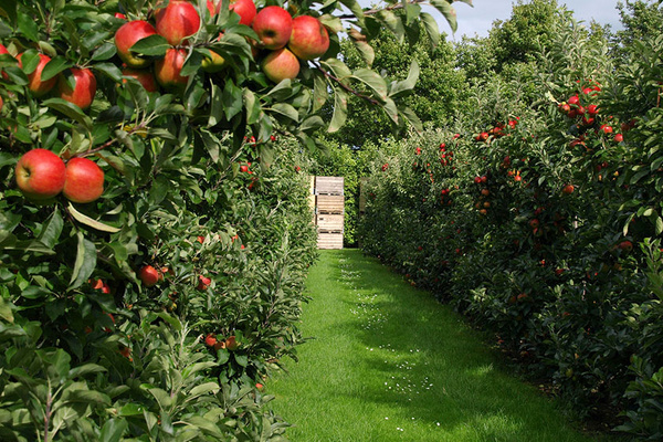پرداخت 100 میلیارد ریال یارانه صادراتی به صادر کنندگان سیب درختی