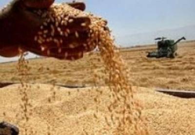 تولید 350 هزار تن گندم در آذربایجان شرقی