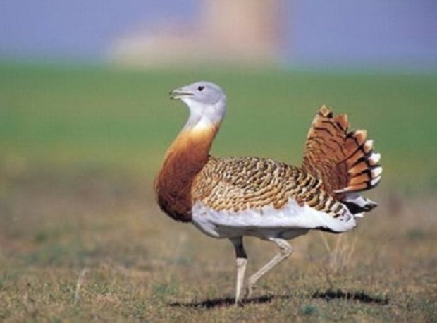 حضور گونه 'میش مرغ' در آذربایجان شرقی ثبت شد