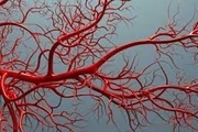 ابداع روش نوین برای ساخت رگ های خونی 