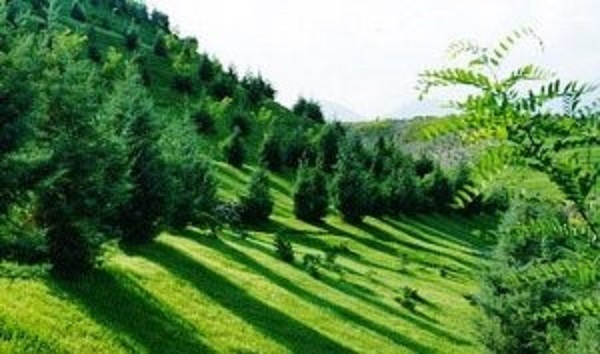 درختکاری 430 هکتار زمینهای کمربند سبز مشهد  افزایش 43 هکتاری