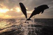 نهنگ‌ها و دلفین‌ها جوامع و فرهنگ‌ های انسان‌گونه تشکیل می‌دهند