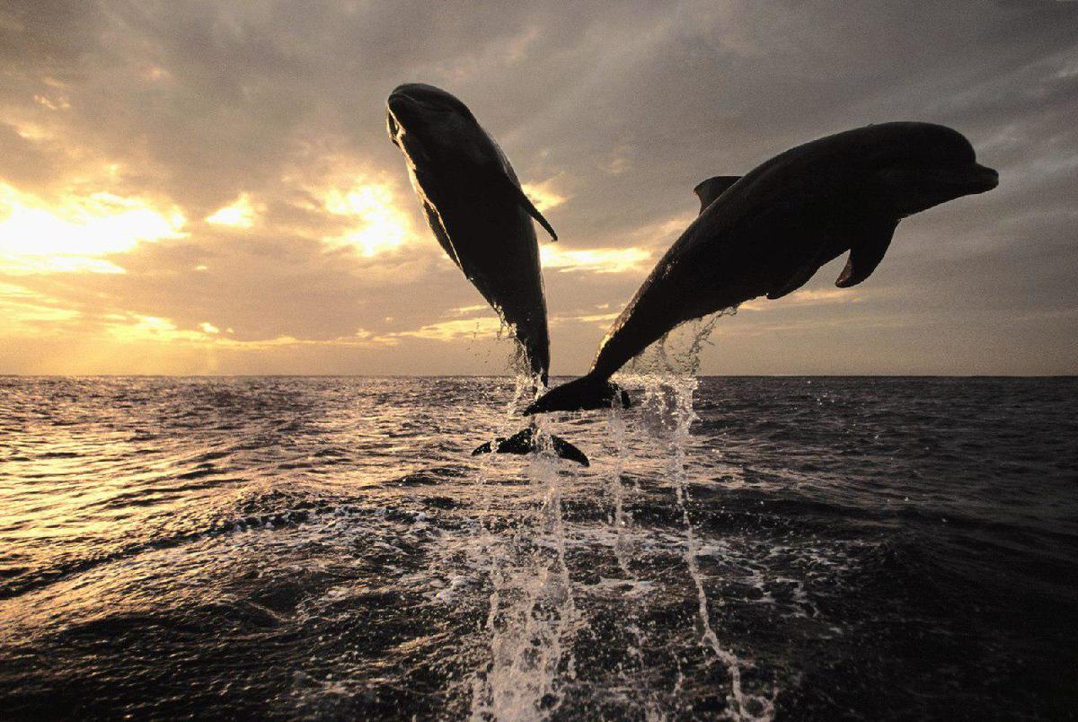 نهنگ‌ها و دلفین‌ها جوامع و فرهنگ‌ های انسان‌گونه تشکیل می‌دهند