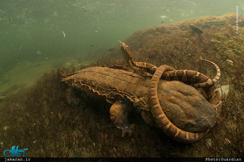 برترین عکس های حیات وحش سال 2018 Wildlife Photographer of the Year 2018 – the winners 