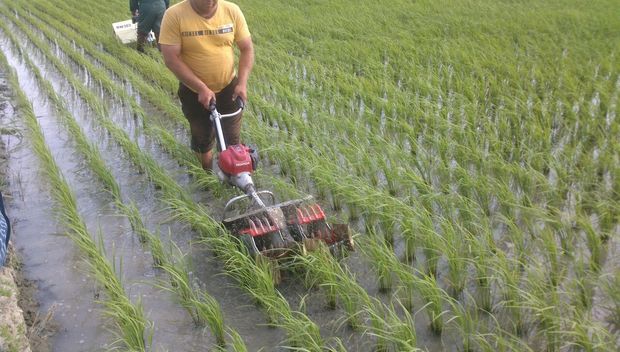 کاهش کشت برنج در کرمانشاه ضروری است