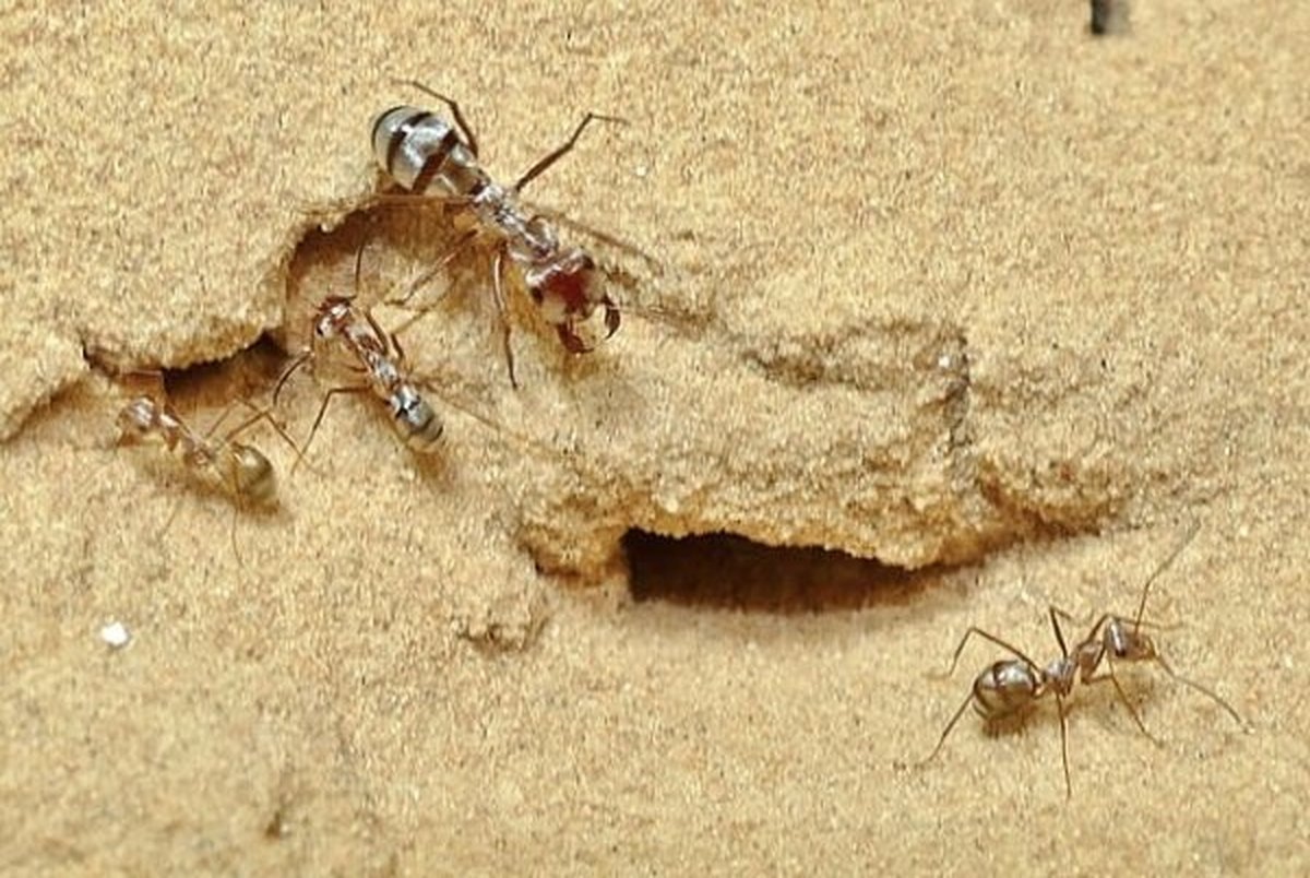 مورچه ای که از سریع ترین دونده جهان هم تندتر می دود