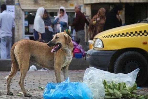 پرسه سگ های ولگرد در سطح شهر و افزایش نگرانی مردم