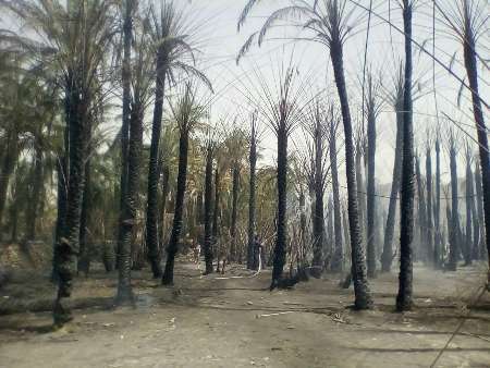 آتش پس از چهار ساعت در نخلستان های اسپکه نیکشهر سیستان و بلوچستان مهارشد