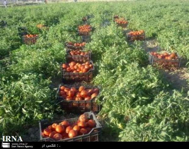آغاز صادرات گوجه فرنگی از دیر بوشهر به قطر