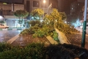 سقوط درخت در خیابان کارگر شمالی تهران براثر توفان + عکس