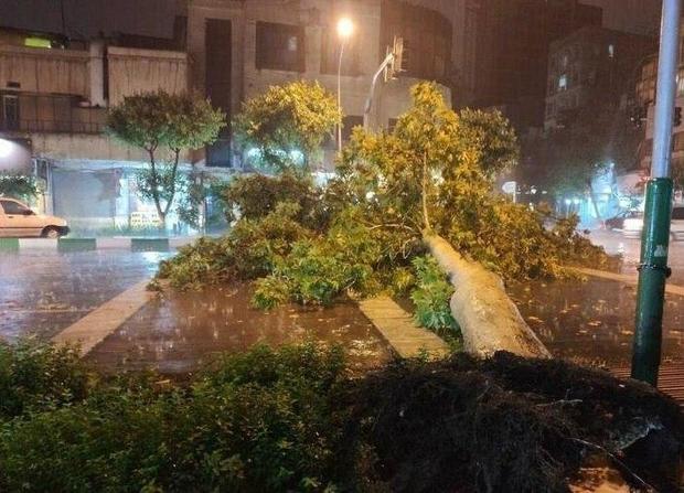 سقوط درخت در خیابان کارگر شمالی تهران براثر توفان + عکس