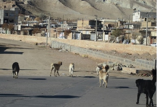 رهاسازی سگ های بلاصاحب معضل جدی شهر حسن آباد است