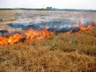 هفت هکتار از مزارع گندم شهرستان شازند در آتش سوخت
