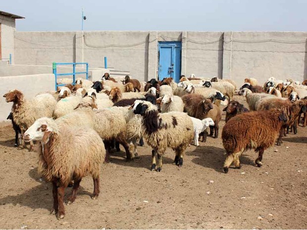اجرایی شدن 2000 طرح اشتغال مرتبط با دامداری در استان سمنان