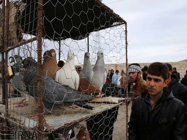 مقدمات انتقال بازار پرنده فروشان قزوین فراهم شده است