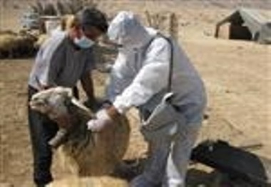 واکسیناسیون 240 هزار راس دام در استان قزوین علیه بیماری تب برفکی