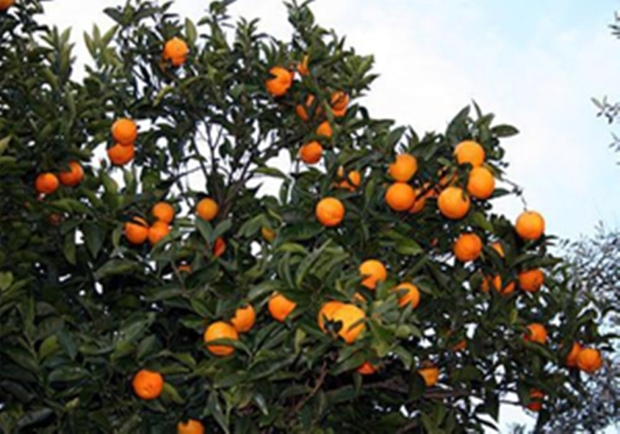 برداشت 130هزار تن پرتقال از باغ های هرمزگان آغاز شد
