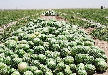 ضرر هندوانه کاران ایرانی از افزایش تعرفه ترکیه