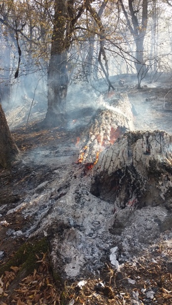 2.5 هکتار از جنگل های میامی در آتش سوخت