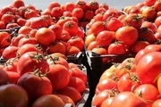 کشف 90 تن گوجه فرنگی قاچاق در گمرک شهید باهنر