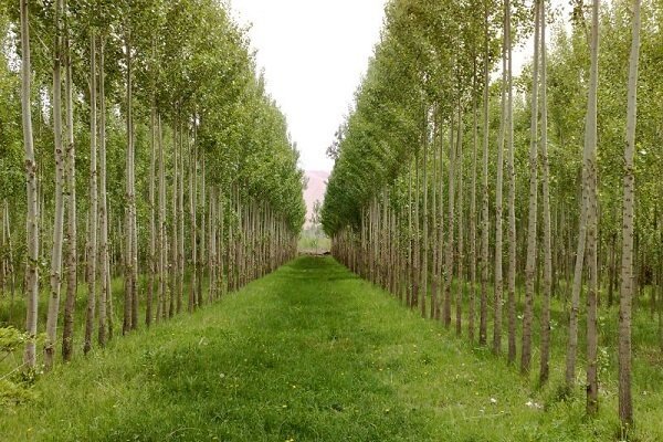 ۶۲۰ هزار اصله نهال برای زراعت چوب در مازندران غرس شد