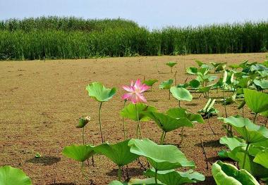 عمق تالاب انزلی طی ده سال گذشته 8 متر کاهش داشته است