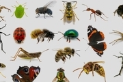 حشرات تا چند سال دیگر منقرض می شوند؟