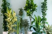 این 6 گیاه بهتر است در خانه نباشند


