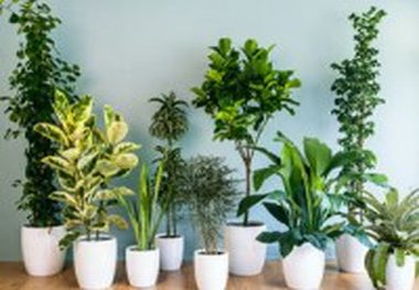 این 6 گیاه بهتر است در خانه نباشند

