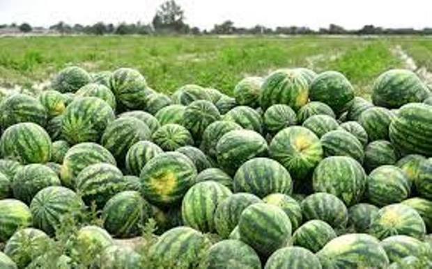 40 هزار تن هندوانه در پلدشت برداشت می شود