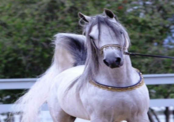 برترین های مسابقات زیبایی اسب اصیل ایرانی در اردکان معرفی شدند