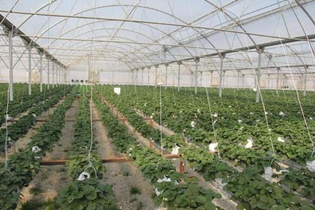 108 طرح کشاورزی در استان کرمان آماده بهره برداری شد