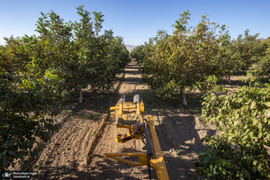 برداشت مکانیزه گردو در استان زنجان
