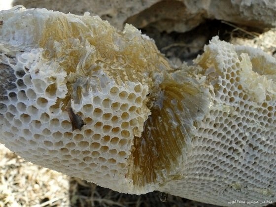 تولید عسل در کردستان 14 درصد رشد داشته است  تولید ۴۰ کیلو ژل رویال توسط زنبورداران کردستانی