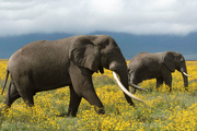 مرگ تلخ ۷ فیل به دلیل برق‌گرفتگی+ فیلم