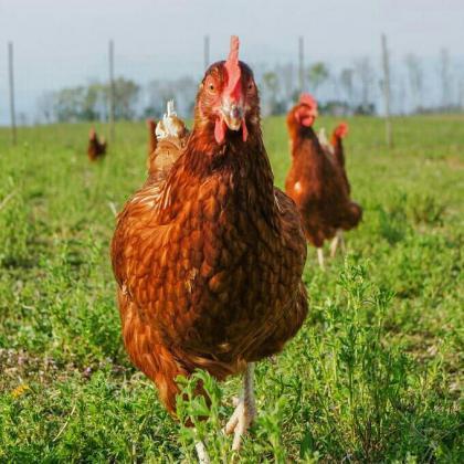 هزینه تمام شده تولید مرغ ۳۰ درصد افزایش یافت