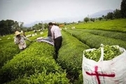 کارخانه های چایسازی برای خرید برگ سبز آماده شدند