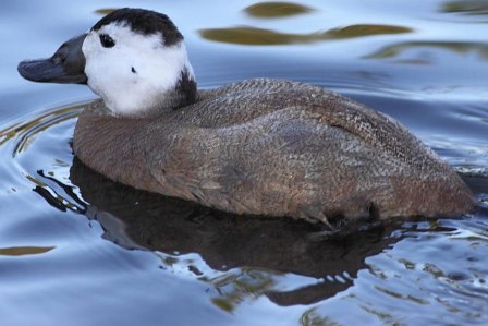 مشاهده اردک سر سفید پس از 25 سال در تالاب بین المللی چغاخور